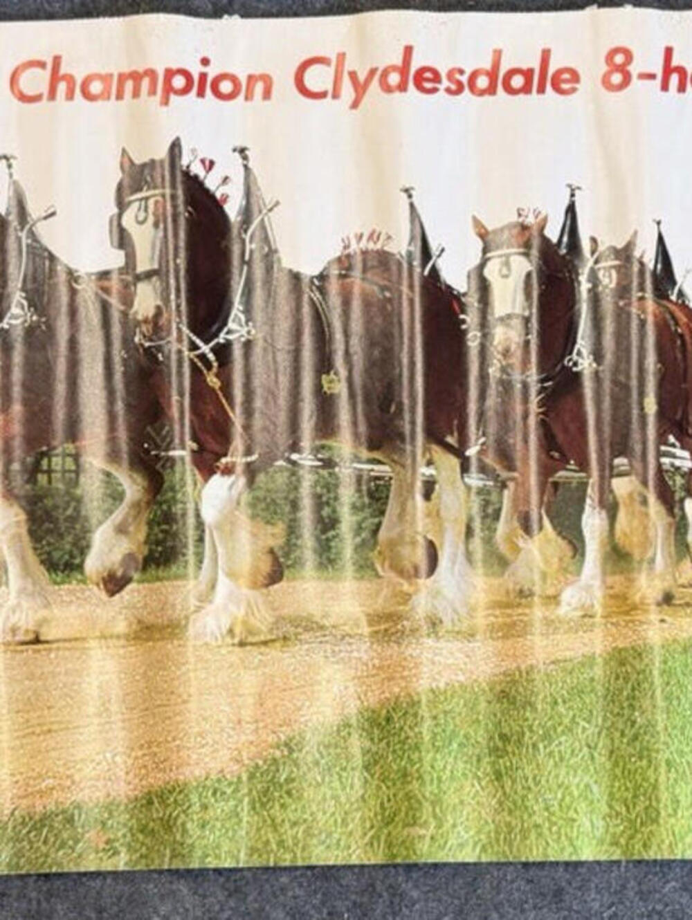Budweiser Champion Clydesdale 8 horse Hitch Breweriana Collectible Bar Poster